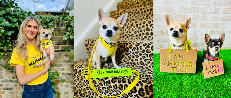 “Empowering Pooch Mental Health: Chilli Chihuahua Raises Awareness for Canine Anxiety!”