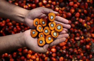 palm oil rainforest