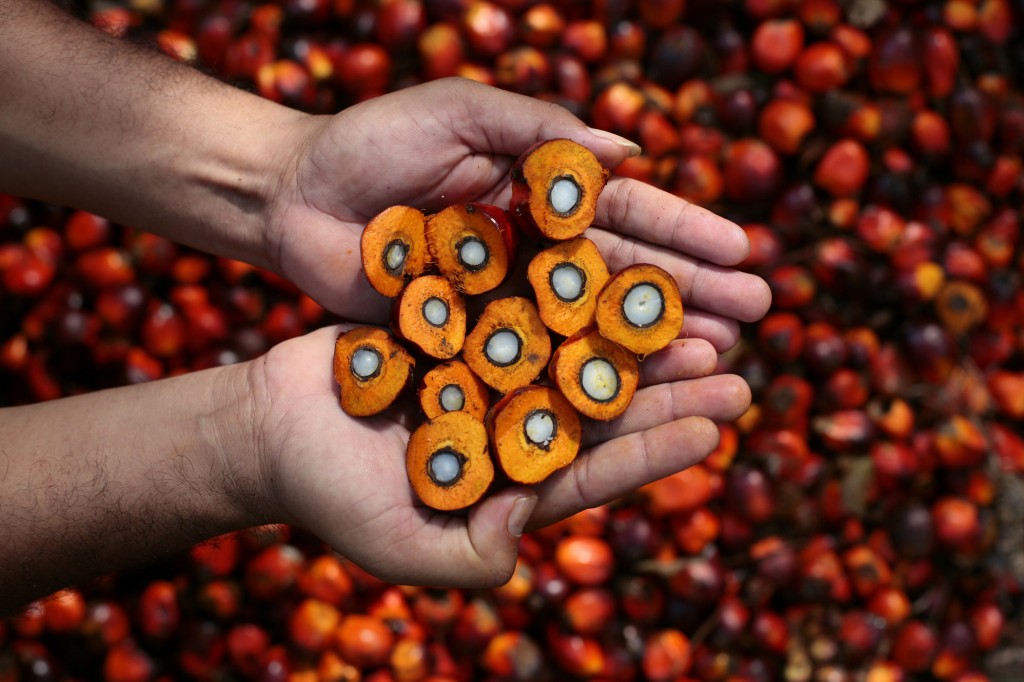 palm oil rainforest