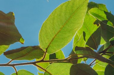 green leaves under blue sky during daytime
