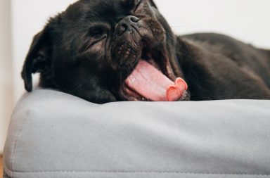 black pug yawning on Casper pet bed inside room