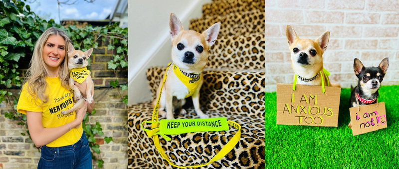 You are currently viewing “Empowering Pooch Mental Health: Chilli Chihuahua Raises Awareness for Canine Anxiety!”