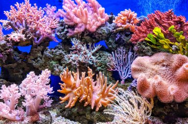 live corals