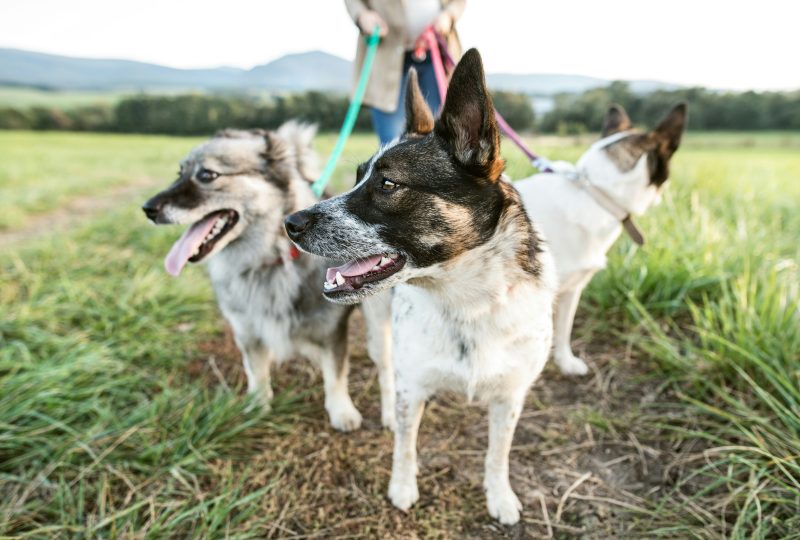 Dog Walking